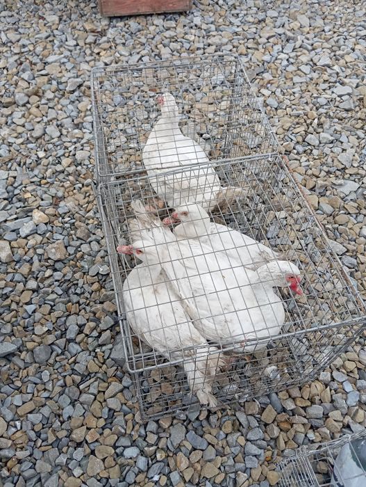 Качки шипуни, мускусна біла, тяжка лінія