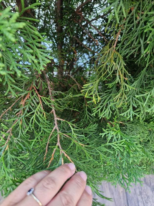 Tuja szmaragd wysoka 180 cm