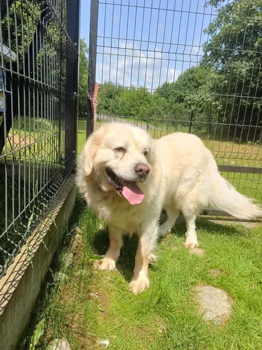 Budyń-do adopcji – wyjątkowy pies w typie owczarka podhalańskiego, oddam psa