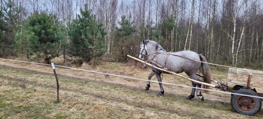 Kobyła zimnokrwista 4 letnia