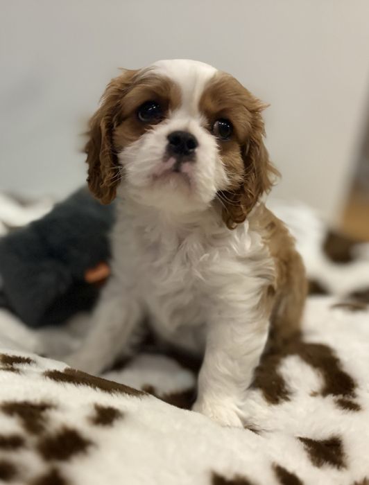 Cavalier King Charles Spaniel FCI piesek blenheim