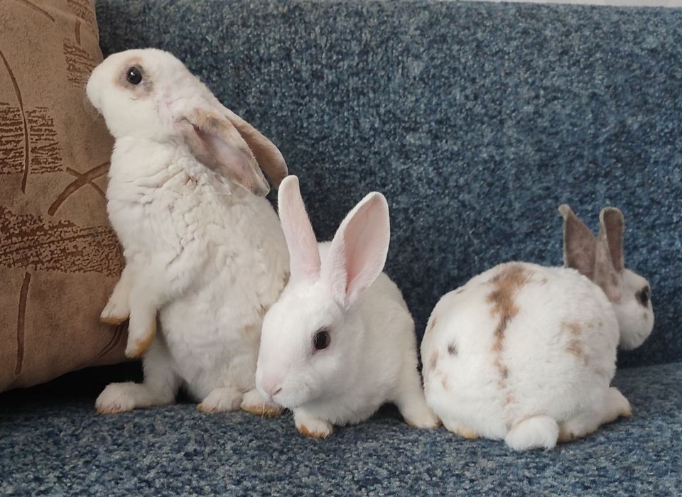 Кролики декоративні