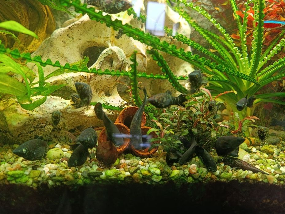À venda, de criação própria: Black Molly