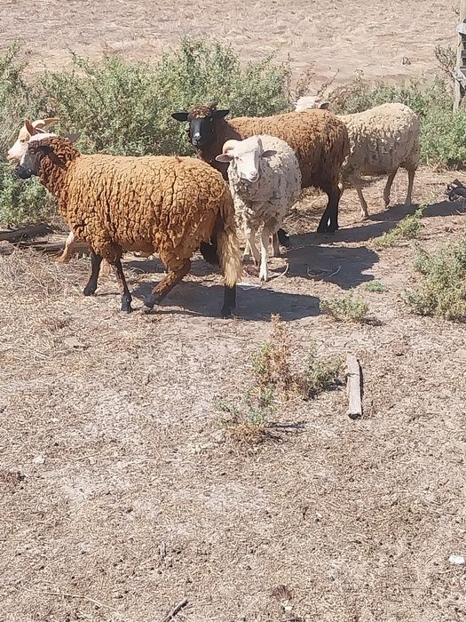 Ovelhas e carneiro e cabras