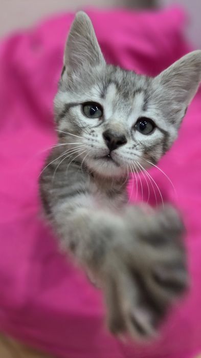 Віддам котиків)))