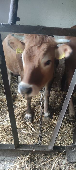 Sprzedam jałówkę