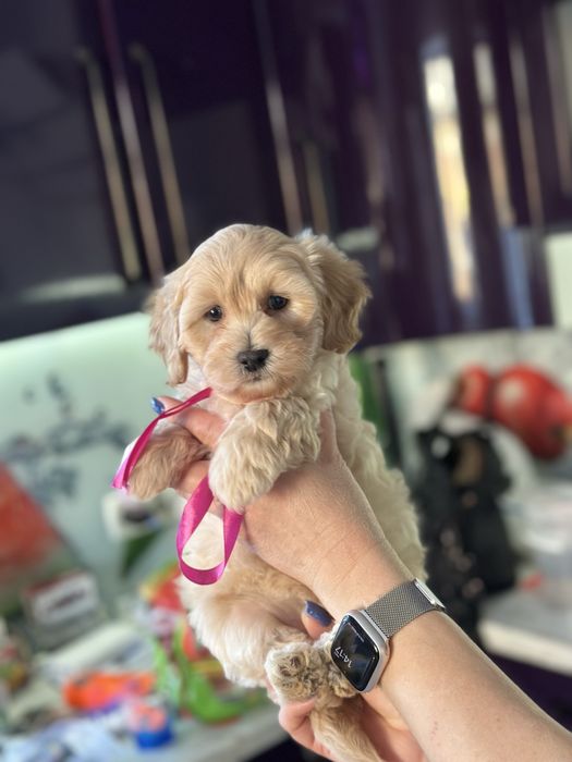 Мальтипу девочка 2.5 месяца