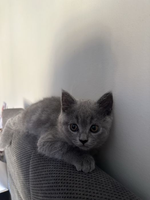 gatinho british fold