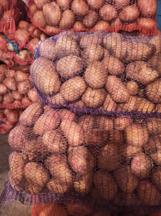 Терміново продам картоплю 600кг