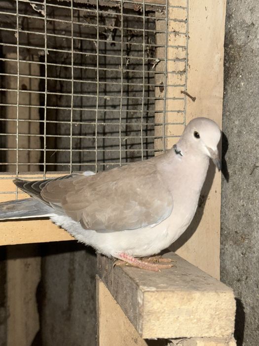 Rolas mansas de várias cores