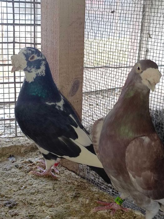 Sprzedam gołębie różnych ras