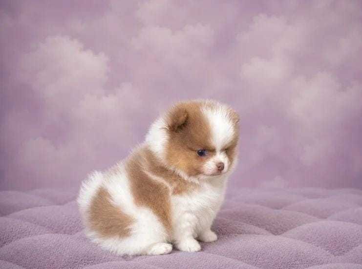 Linda cria fêmea de Lulu da Pomerânia