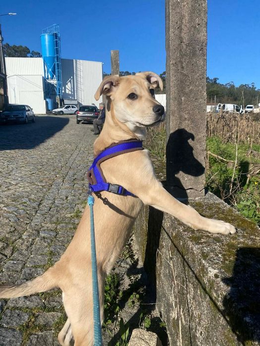 Cadelinha raçada de labradora