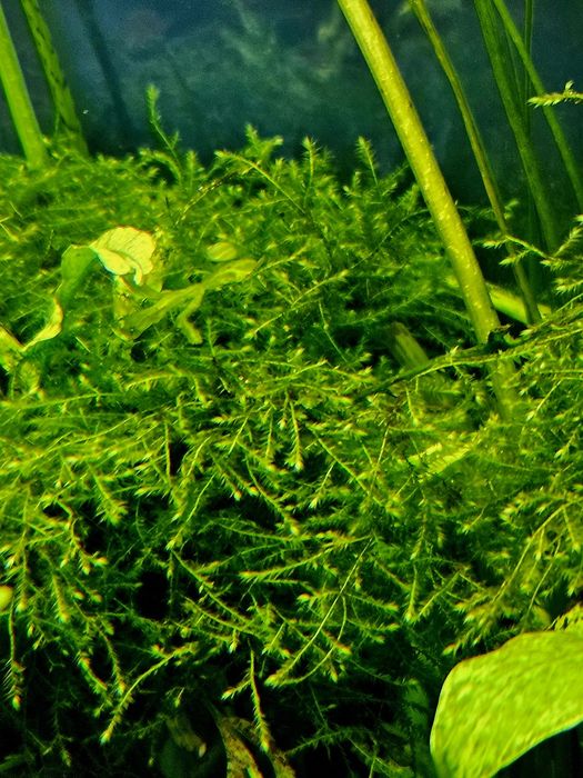 Mech akwariowy taxiphyllum sp spiky moss