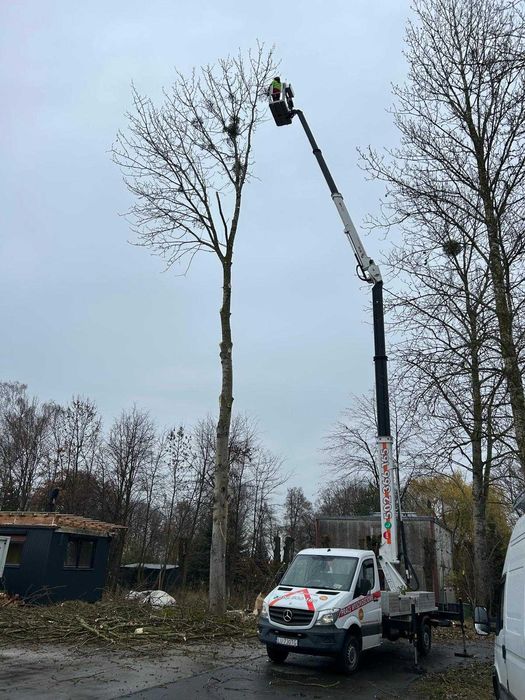 Wycinka drzew Podnośnik koszowy  Korekta Pielęgnacja  Przycinka