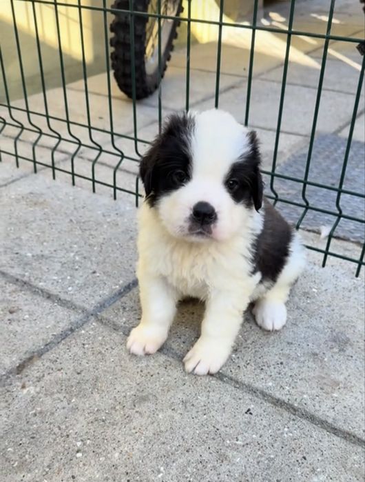 Cachorro São Bernardo de Excelência