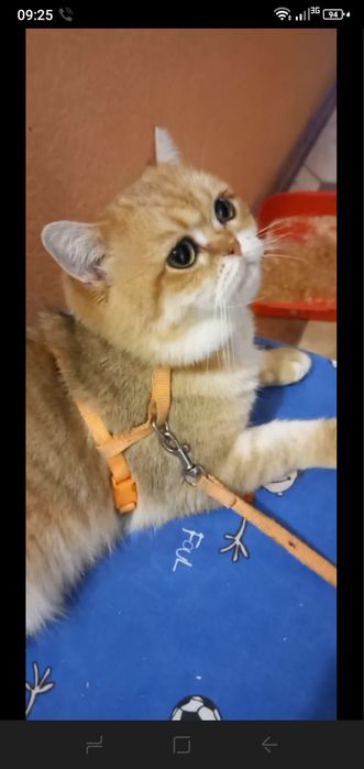 Чистопородна дівчинка scottish fold рідкісногозабарвлення