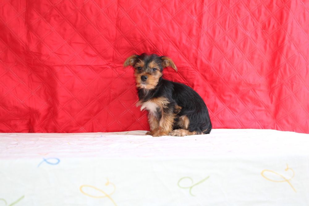 Yorkshire X chihuhua