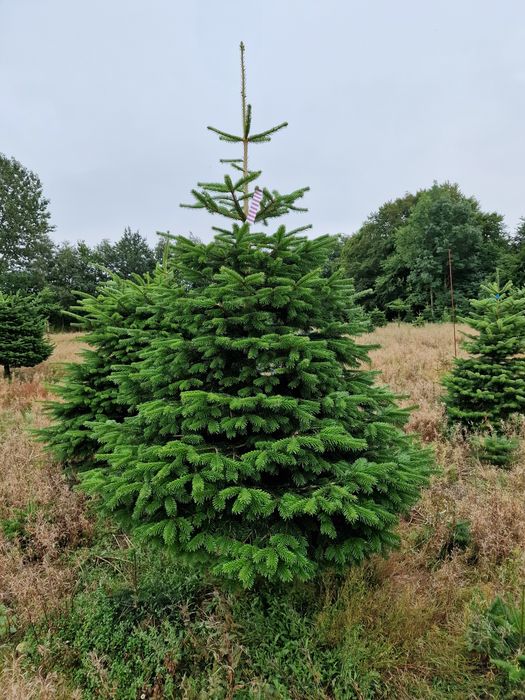 Jodła Kaukaska plantacja Dania