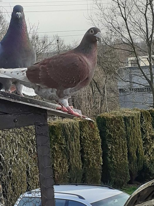 staropolskie czerwone