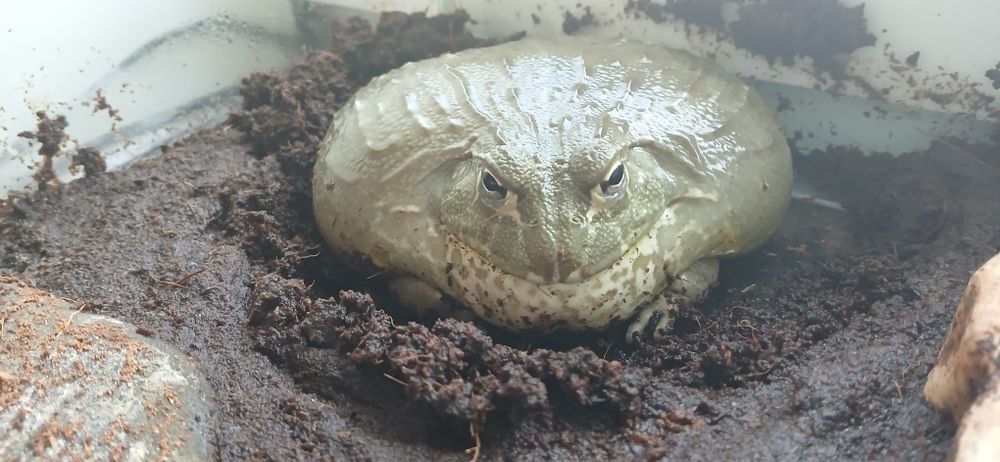 Żaba byk, Pyxicephalus adspersus