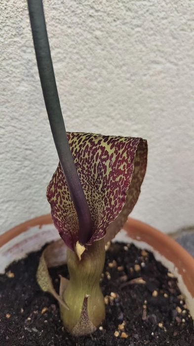 Sauromatum Venosum | "Voodoo Lily"