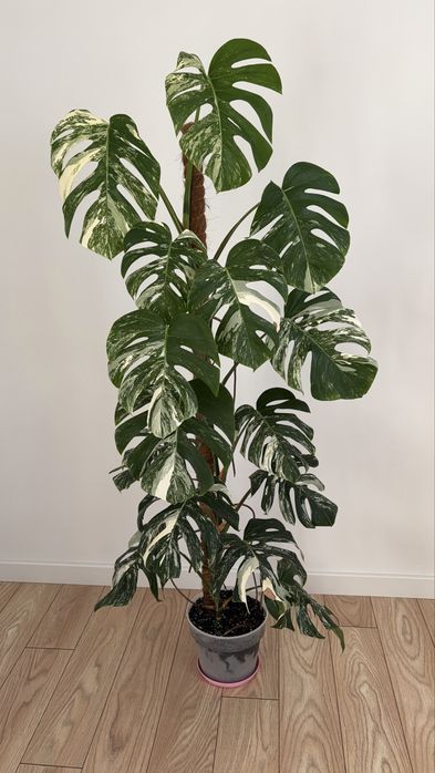 Monstera variegata 15 lisci 160 cm