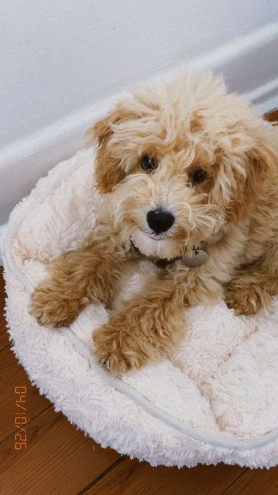 Toy poodle caniche toy