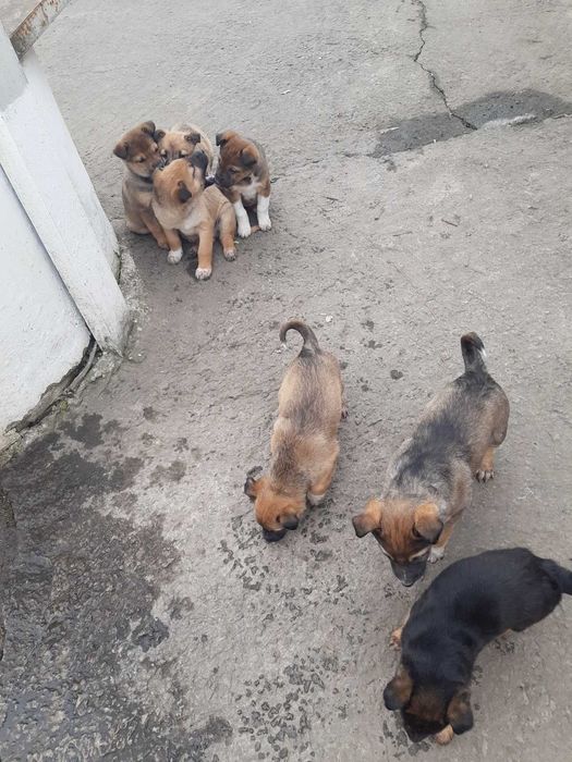 Домашні улюбленці