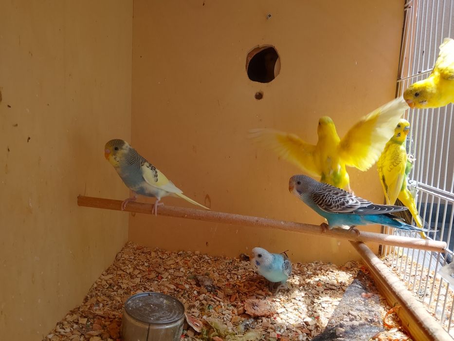 Piriquitos australianos