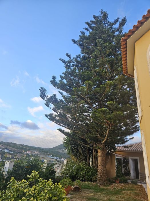 Limpeza de terrenos  e abates de árvores