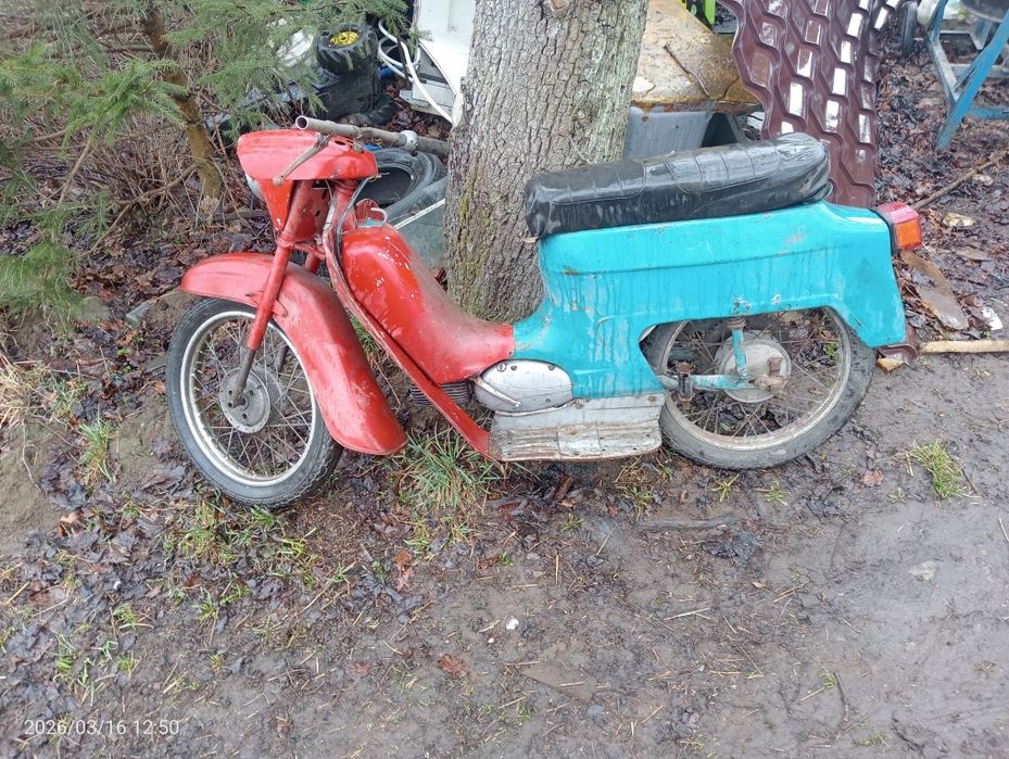 Jawka pancerka 50 kaczka