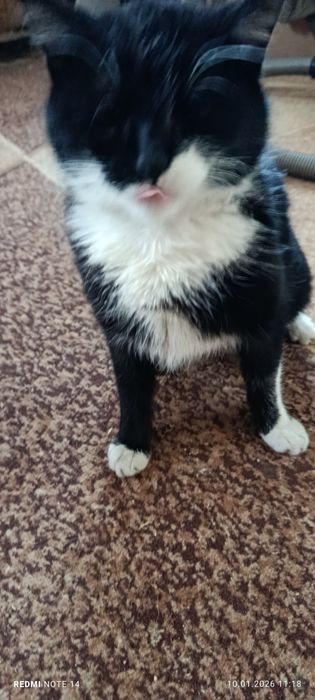 Продам кота порода египецкий Севинц цена 4500 гр