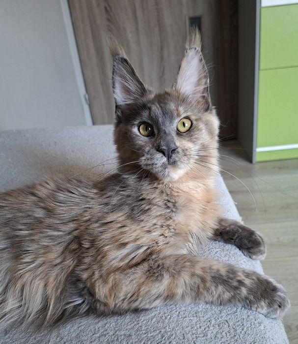 Niebieska szylkreta do hodowli