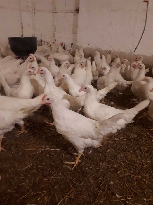 Kury nioski młode Rosa1 Rosa5 Dominant Leghorn Messa Zapraszam Dowóz