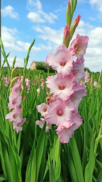 Продаємо цибулини гладіолусів, розових, в залежності від розміру