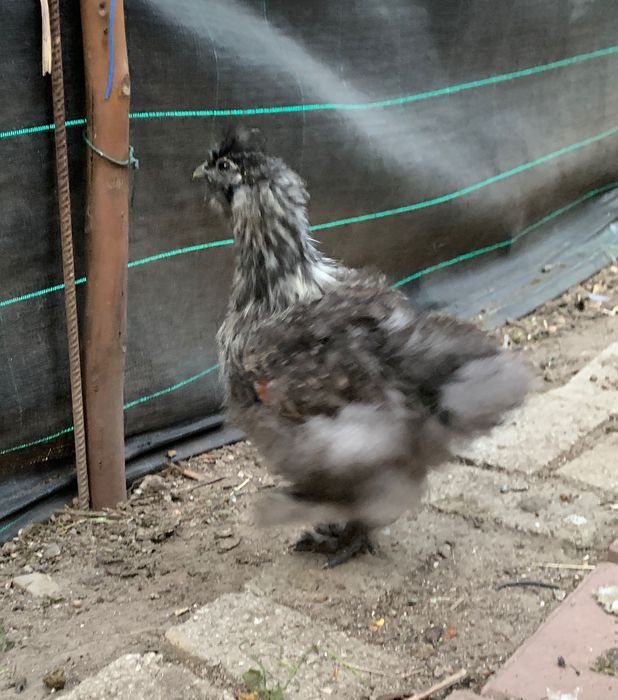 Sedosas de Japão,  com 2  meses