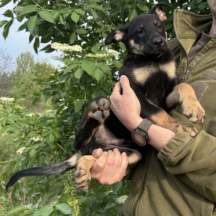 Цуцик 2,5 місяці. Хлопчик