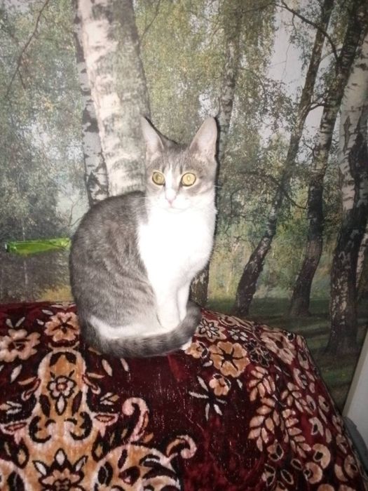 Котики шукають для кого стати новорічним подарунком