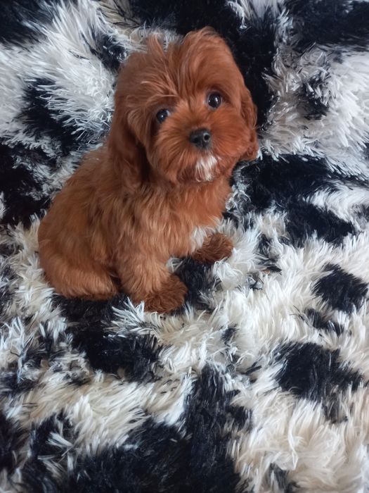 Cavapoo F1 dziewczynka mini. Badania genetyczne