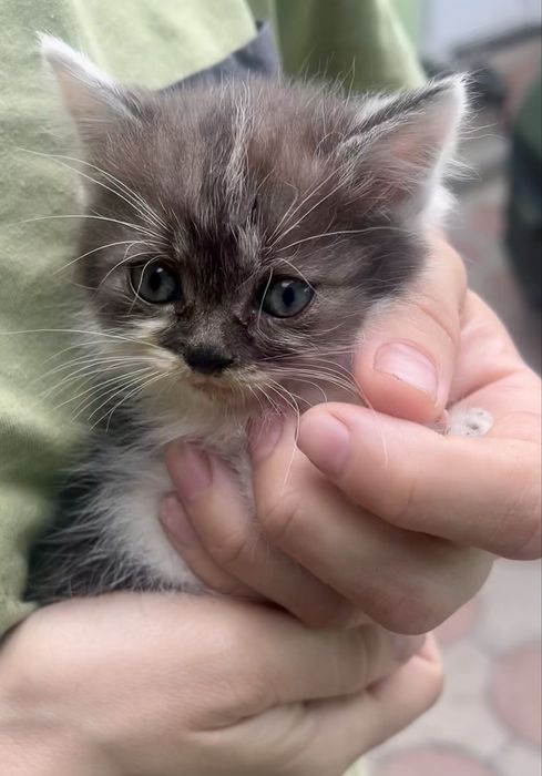 Дуже милі кошенята