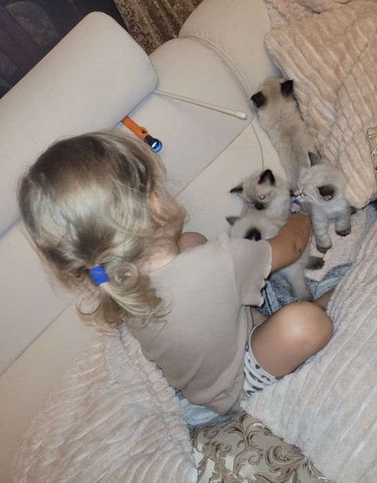 Kotka syberyjska neva masquerade