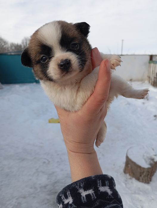 Пикинес  дівчинка