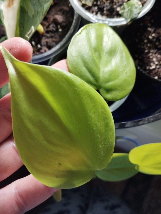 Філодендрон лайм