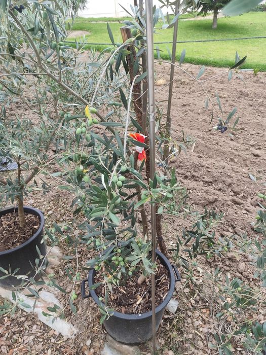 Oliveiras galega em pote 45l