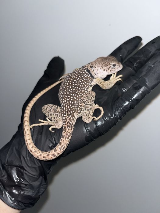 legwan obrożny samica crotaphytus collaris obrożniak zwyczajny