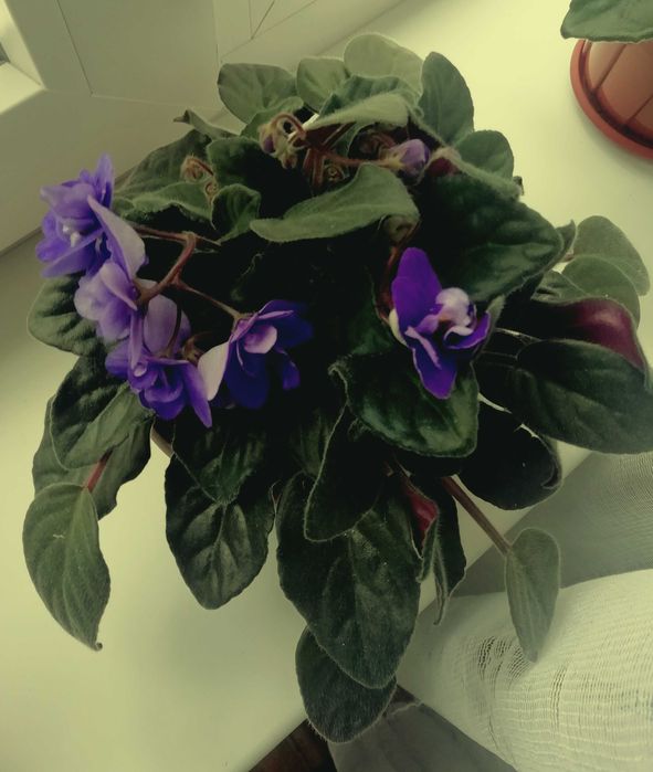 Поменяю или продам фиалку сиреневого цвета на другой цвет