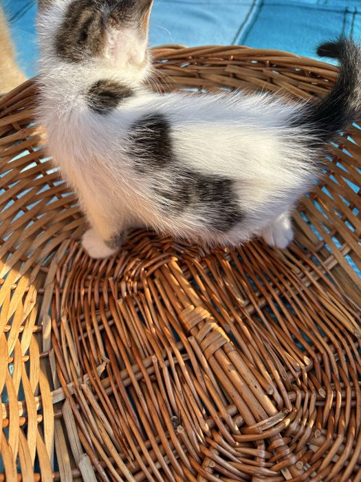 Не пожалеете!) Котёночек. Мальчик , очень понятливый, любящий общение