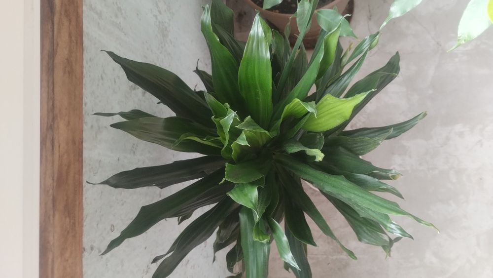 Рослина Драцена Компакта