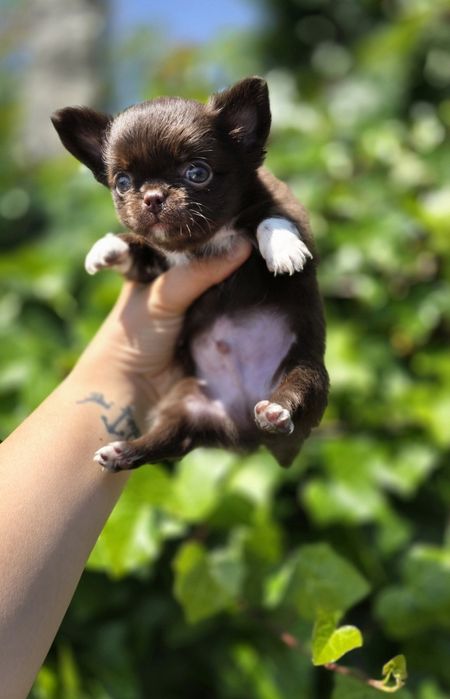 Fantástico!! Chihuahua Macho Chocolate Pêlo Comprido